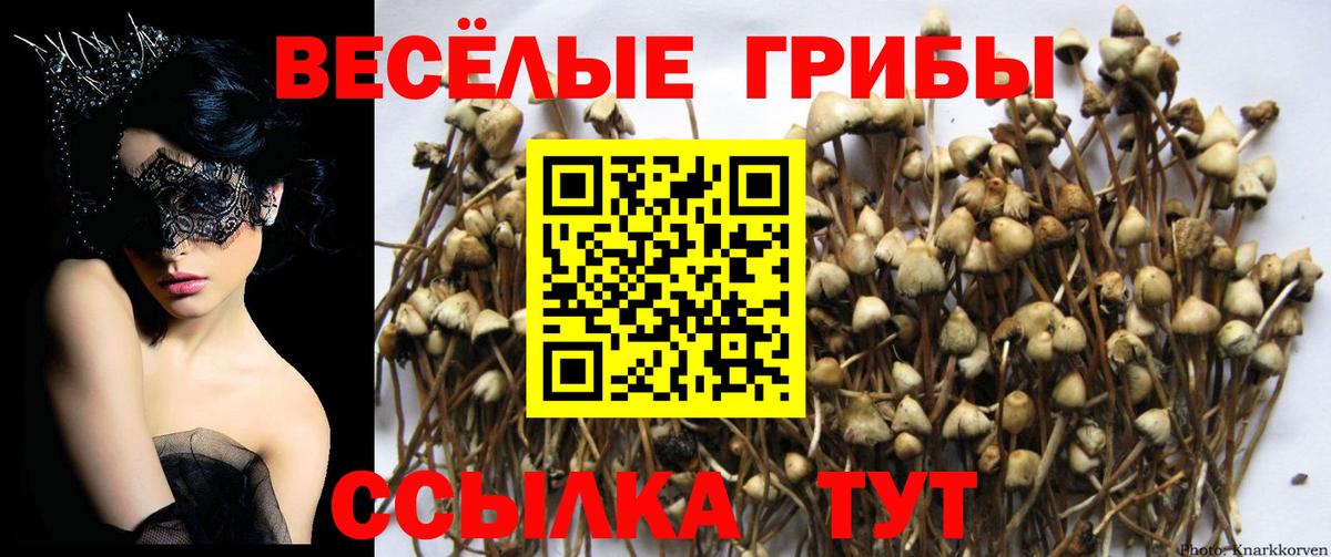 Галлюциногенные грибы Psilocybine cubensis  Вход с VPN  Галлюциногенные грибы мицелий  Заринск 